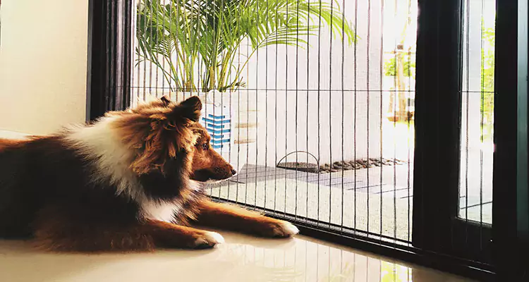 Sliding Screen Pet Door Repair in Santa Rosa, CA