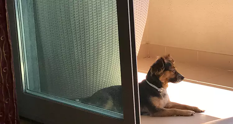 French Door Pet Screen Repair in Santa Rosa, CA